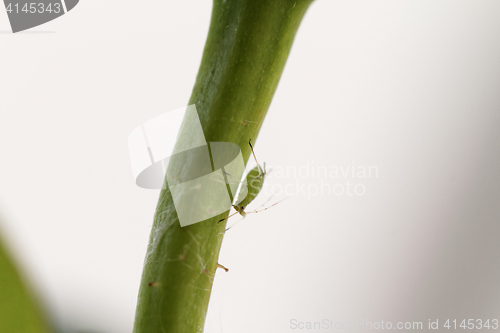 Image of Green aphid