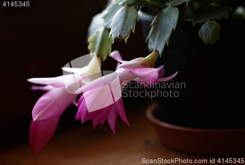 Image of Christmas cactus