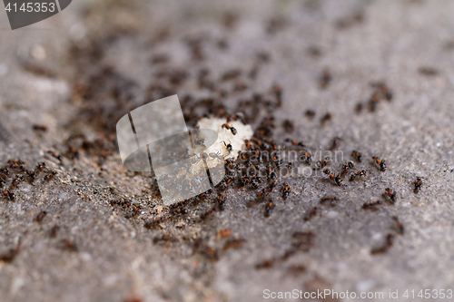 Image of Ants of bread