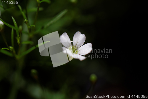 Image of Sweet alyssum