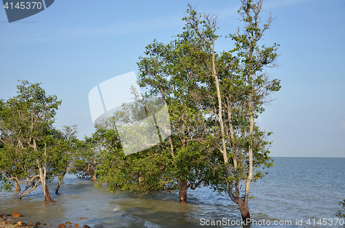 Image of Mangrove trees along the shore 