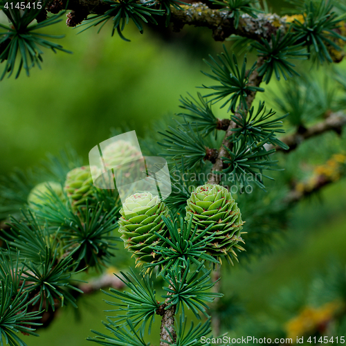 Image of Young Sprouts Green Cones