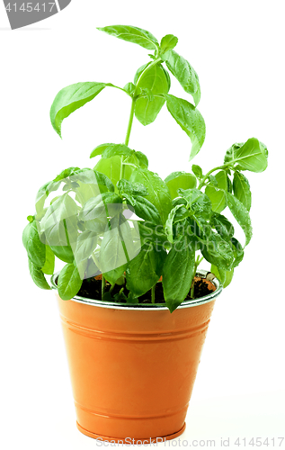 Image of Fresh Green Basil