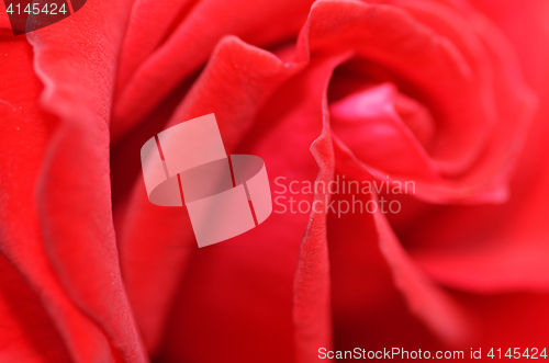 Image of Macro shot of a red rose