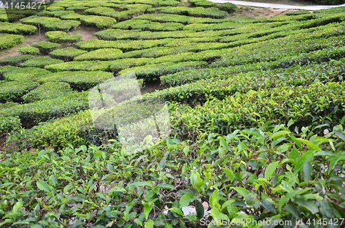 Image of Tea plantation located in Cameron Highlands