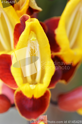 Image of Thunbergia mysorensis, also called Mysore trumpetvine