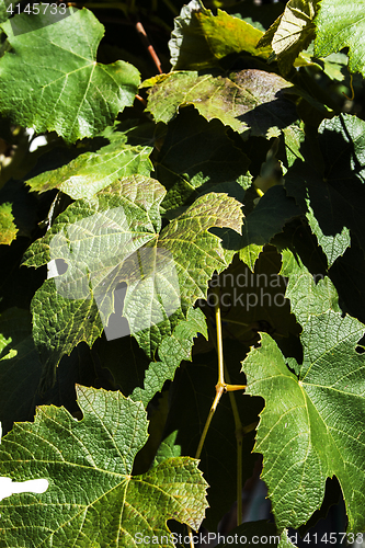 Image of Grape - leaves 
