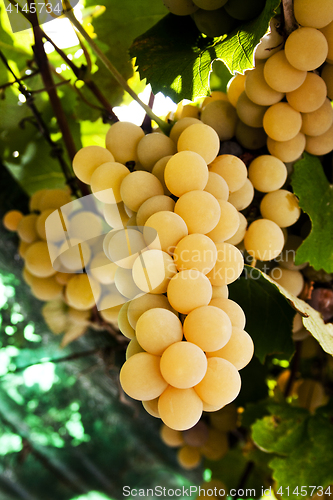 Image of White grape