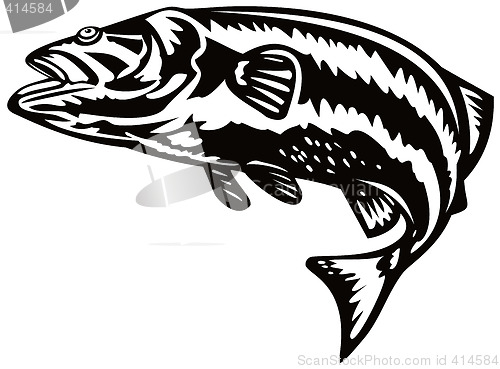 Image of Bass