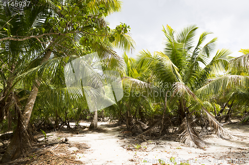 Image of Green palm trees in the jungle of Seychelles