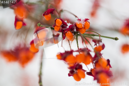 Image of spindle or euonymus branch with fruits in winter