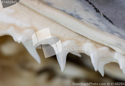 Image of Row of shark teeth in jaw