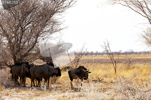 Image of wild Wildebeest Gnu