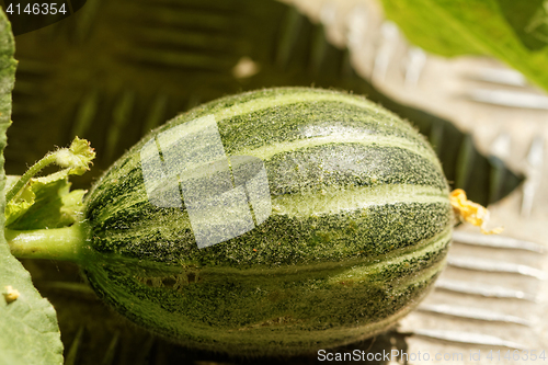 Image of Small green pumpkin