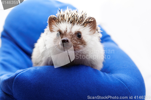 Image of Cute hedgehog