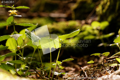 Image of Undergrowth