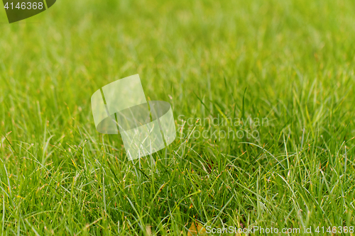 Image of Green grass