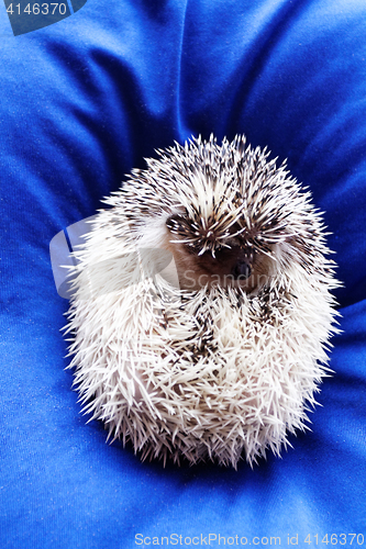 Image of Cute hedgehog