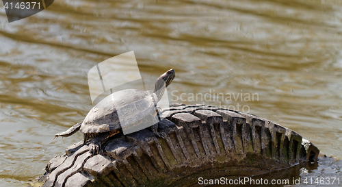 Image of Cute turtle