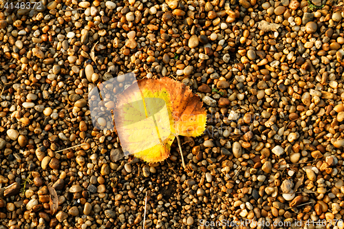 Image of Leaf on pebbles