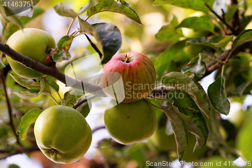 Image of Green apple