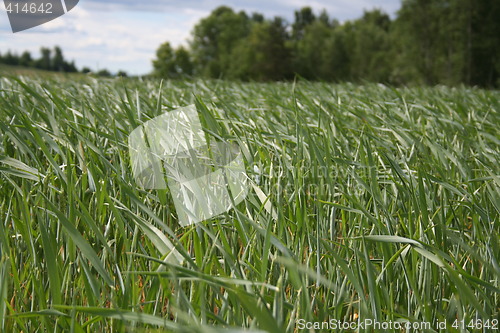 Image of corn field