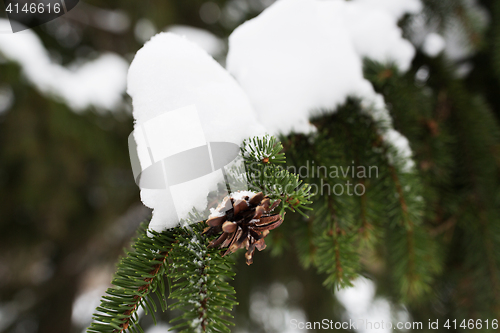 Image of fir branch with snow and cone in winter forest