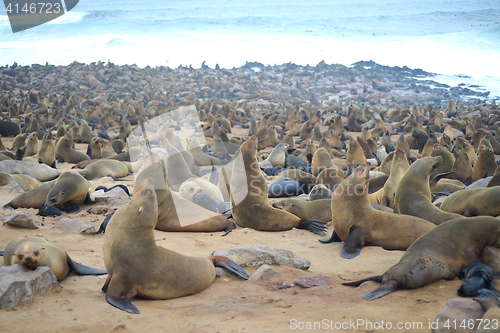 Image of Seals at Cape Cross