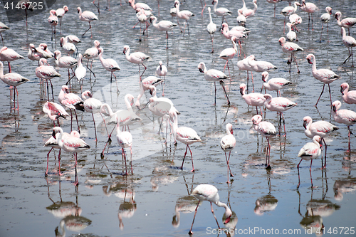 Image of Flamingoes