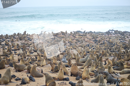 Image of Seals at Cape Cross