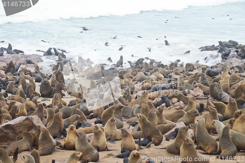 Image of Seals at Cape Cross