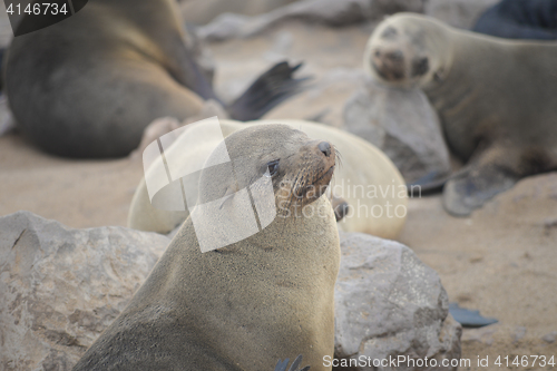 Image of Seals at Cape Cross