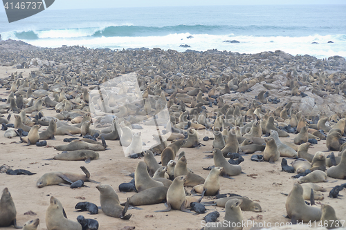 Image of Seals at Cape Cross