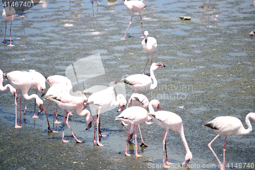 Image of Flamingoes