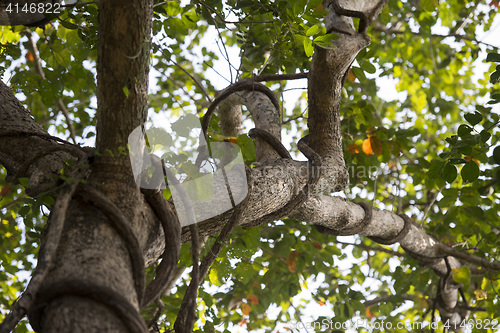 Image of THAILAND ISAN UDON THANI PHU PHRA BAT FOREST