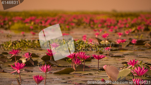 Image of THAILAND ISAN UDON THANI KUMPHAWAPI LOTUS LAKE