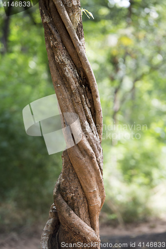 Image of THAILAND ISAN UDON THANI PHU PHRA BAT FOREST