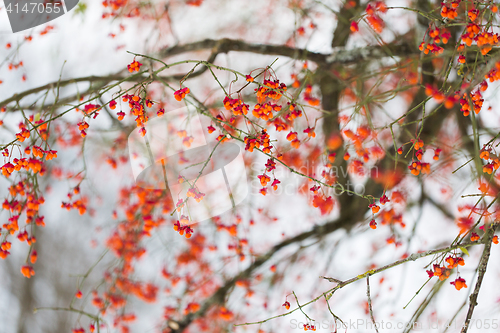 Image of spindle or euonymus branch with fruits in winter