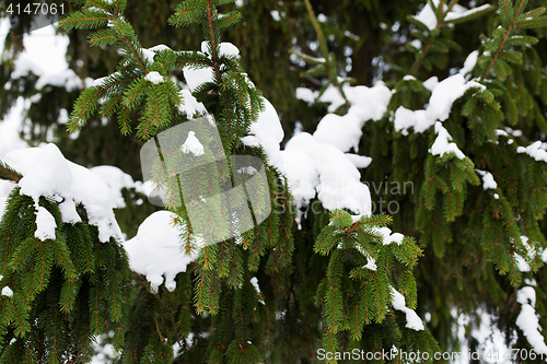 Image of fir branch and snow in winter forest