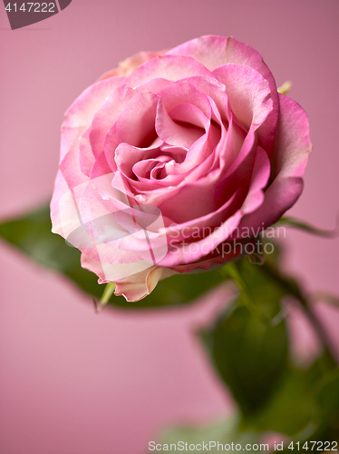 Image of beautiful pink rose