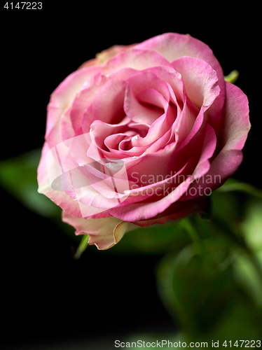 Image of beautiful pink rose