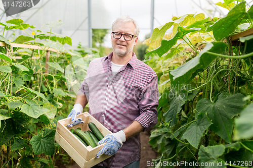 Image of old man picking cucumbers up at farm greenhouse