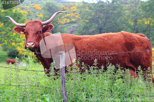 Image of Salers cow