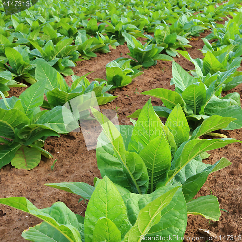 Image of Tobacco plantation