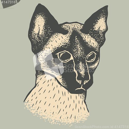 Image of Siam cat vector illustration