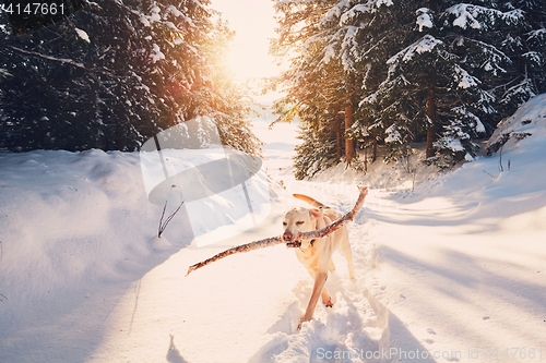 Image of Dog in winter nature