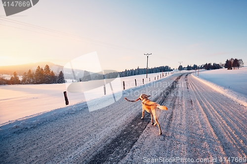 Image of Dog on the winter road