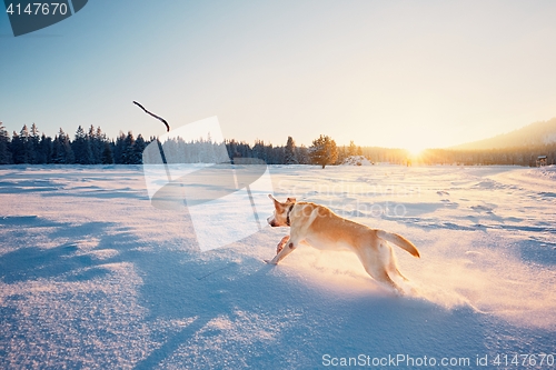 Image of Dog in winter nature