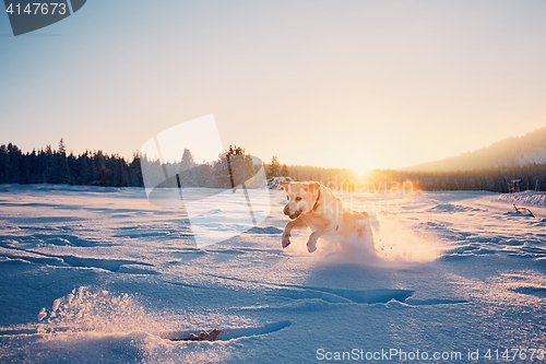 Image of Dog in winter nature