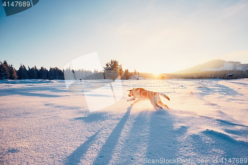 Image of Dog in winter nature